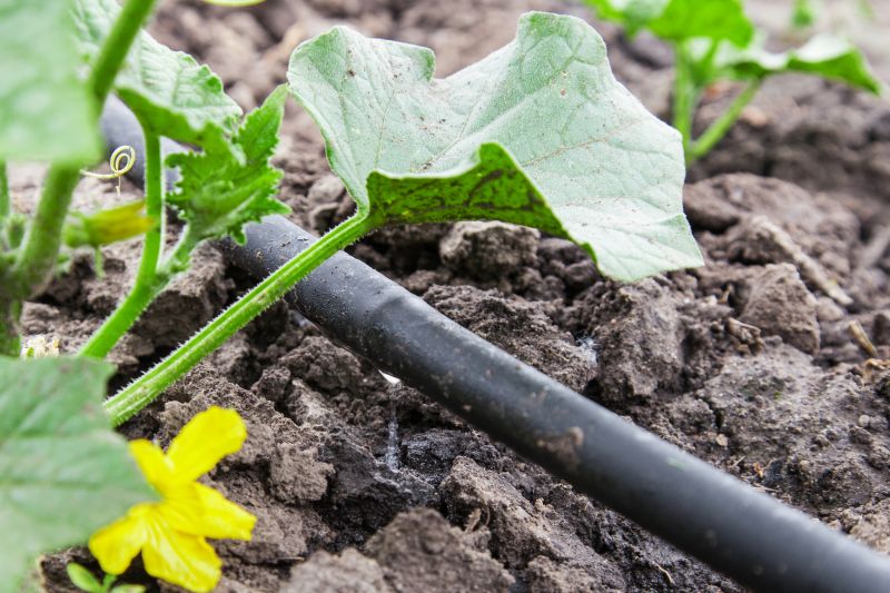 Drip Irrigation Installation in Aiken, SC